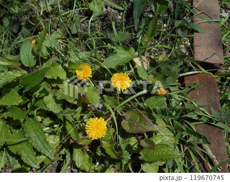 タンポポ 119670745