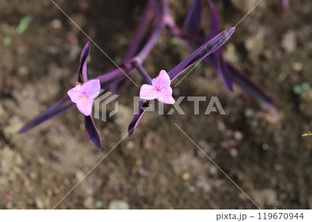 秋の公園に咲くムラサキゴテン(紫御殿)のピンク色の花と紫色の葉 秋の公園に咲くムラサキゴテン(紫御殿)のピンク色の花と紫色の葉 119670944