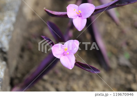 秋の公園に咲くムラサキゴテン(紫御殿)のピンク色の花と紫色の葉 秋の公園に咲くムラサキゴテン(紫御殿)のピンク色の花と紫色の葉 119670946