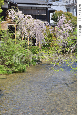 京都の白川の桜 119671526