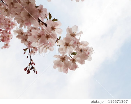 桜 桜 119671597