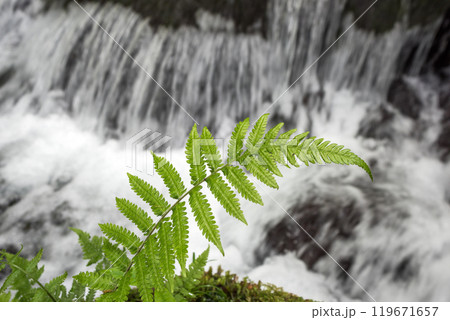 川の流れをバックに緑のシダの葉 119671657
