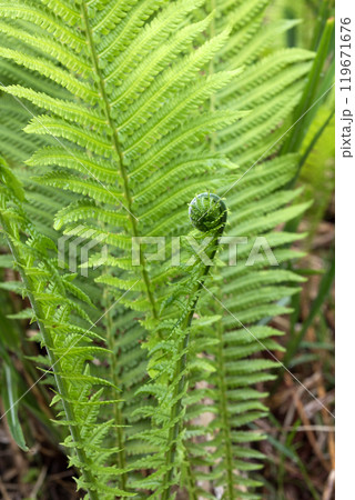 クサソテツの葉と芽 119671676