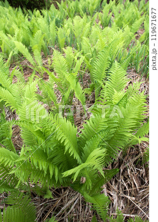 クサソテツの群落 119671677