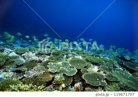 透明な青いサンゴ礁に群れるシマハギ 119671707