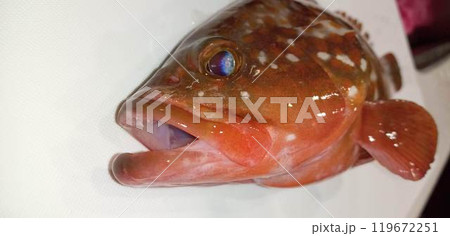 キジハタ（アコウ）の顔 119672251