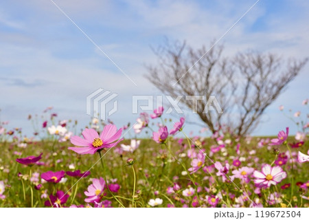 青空に映える 美しく咲き誇る鮮やかなコスモス畑と木 青空に映える 美しく咲き誇る鮮やかなコスモス畑と木 119672504