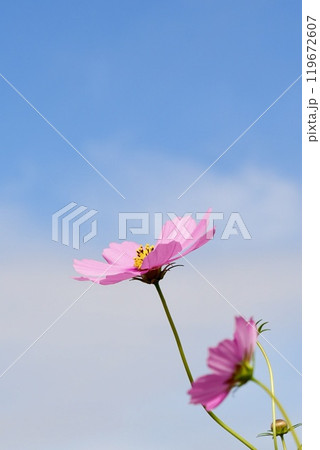 青空に映えるほんのりピンクのかわいいコスモス たくさん 青空に映えるほんのりピンクのかわいいコスモス たくさん 119672607