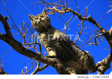 木に登る子猫 木に登る子猫 119672645