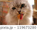おやつを食べながらこちらを見つめる猫 119673280