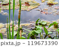 池の水生植物の葉に残った二頭のヤゴの抜け殻 119673390