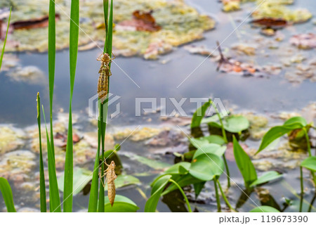 池の水生植物の葉に残った二頭のヤゴの抜け殻 119673390
