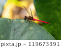 ハスの大きな緑の葉にとまった赤いマユタテアカネのオス 119673391
