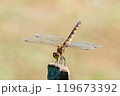 木杭の上で逆立ちするアキアカネのメス 119673392