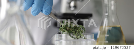 Scientist puts dry cannabis into Petri dish in laboratory 119673527