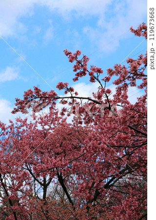 青空に映える陽光桜 青空に映える陽光桜 119673668