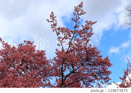 青空に映える満開の桜 119673675