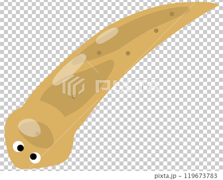 Plantain Plantain 119673783