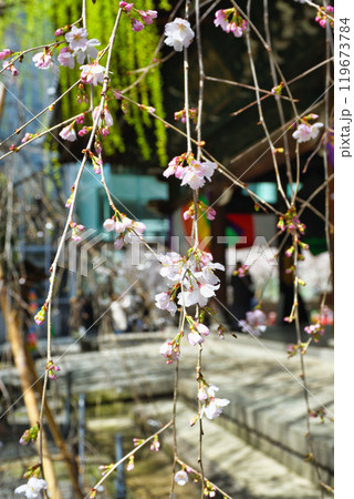 京都 紫雲山頂法寺 六角堂　咲き始めの美しい枝垂れ桜（京都市中京区） 119673784