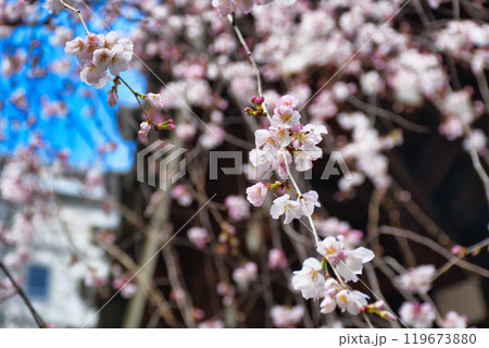 京都 紫雲山頂法寺 六角堂　美しい枝垂れ桜（京都市中京区） 119673880
