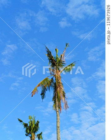 Coconut trees with background of blue sky. Clouds in the sky. Coconut trees with background of blue sky. Clouds in the sky. 119673926