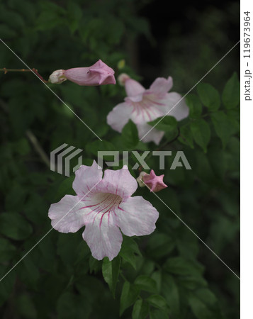 淡い日差しを浴びたピンクノウゼンカズラの花とつぼみ（ 桃色凌霄花のクローズアップ） 119673964