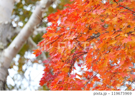 鮮やかな紅葉 119673969