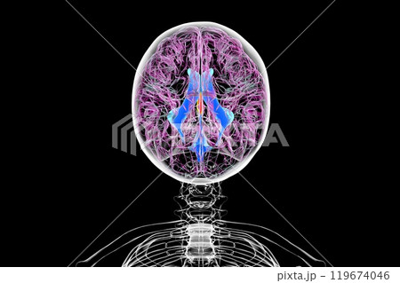 The third brain ventricle, 3D illustration 119674046