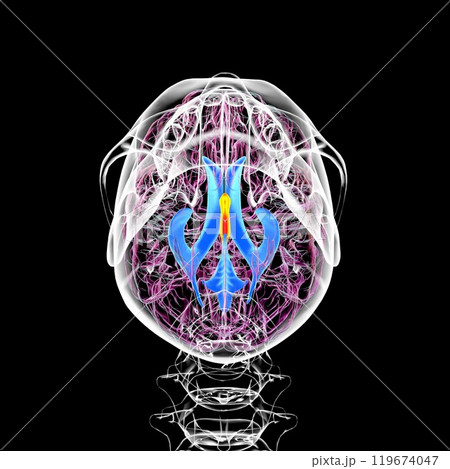 The third brain ventricle, 3D illustration 119674047