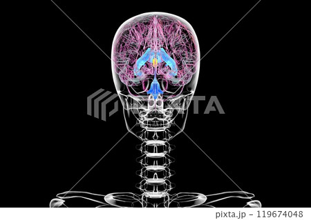 The third brain ventricle, 3D illustration 119674048