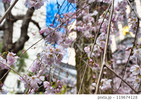 京都 紫雲山頂法寺 六角堂　美しい枝垂れ桜（京都市中京区） 119674128