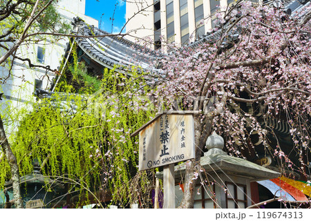 京都 紫雲山頂法寺 六角堂　美しい枝垂れ桜（京都市中京区） 119674313