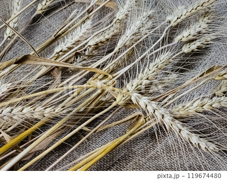 Spikelets of wheat on a background of burlap. Wheat is the basis of bread. Healthy eating concept. 119674480
