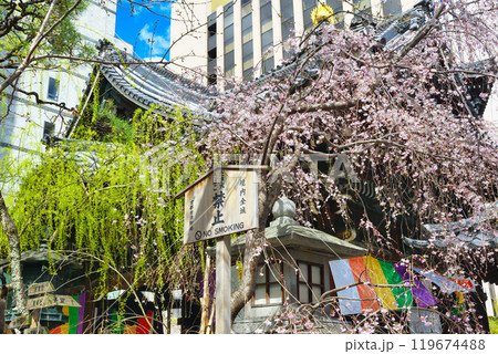 京都 紫雲山頂法寺 六角堂 美しい枝垂れ桜(京都市中京区) 京都 紫雲山頂法寺 六角堂 美しい枝垂れ桜(京都市中京区) 119674488