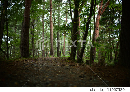 森の中の遊歩道 119675294