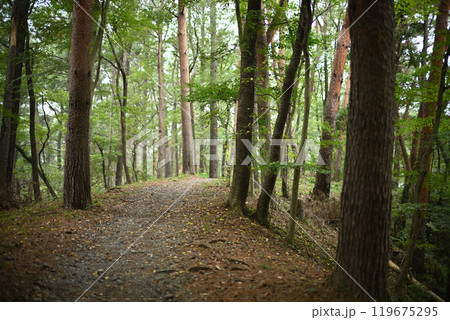 森の中の遊歩道 119675295