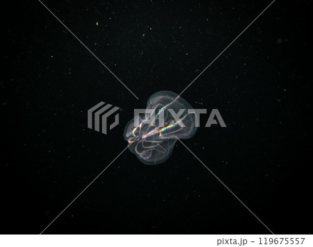 A Moon jellyfish or Aurelia aurita with black seawater background. Picture from, Malmo Sweden. A Moon jellyfish or Aurelia aurita with black seawater background. Picture from, Malmo Sweden. 119675557