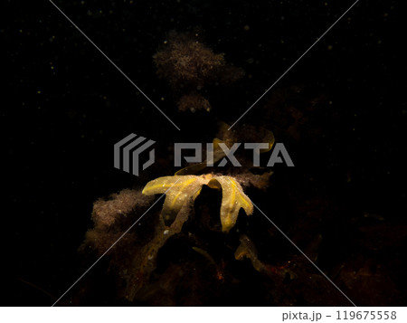 Close up of bladder wrack, also known as bladder fucus, pop weed, cut weed. Black background Close up of bladder wrack, also known as bladder fucus, pop weed, cut weed. Black background 119675558