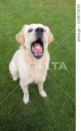 Playful Golden Retriever jumping to catch a treat in mid-air, capturing a joyful moment with a family pet in a bright outdoor setting. 119675639