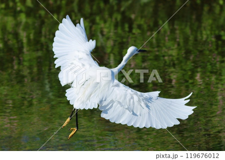 翼を広げて着水するコサギ 119676012