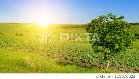 Potato field and bright sunrise. In the foreground is a walnut tree. Potato field and bright sunrise. In the foreground is a walnut tree. 119676022