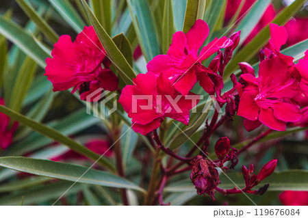 Krk Croatia 27..06.24Beautiful bright red flowers in the yard 119676084