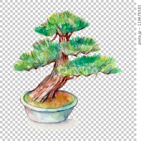 松樹盆景畫水彩 119676585