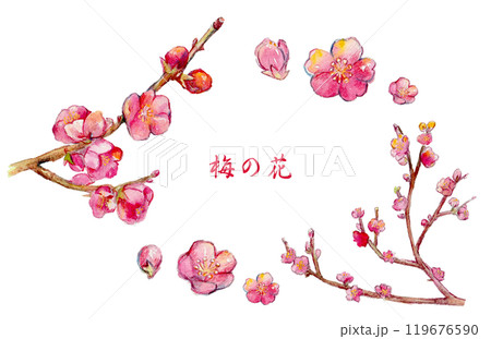 水彩で描いた紅梅のイラストのイラスト素材 [119676590] - PIXTA