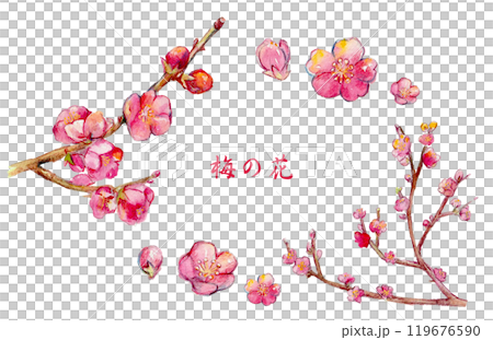 水彩畫紅梅花的插圖 119676590