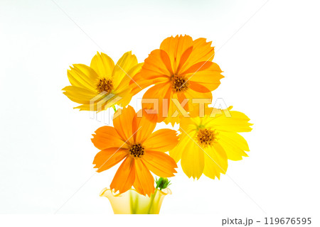 白背景に映える黄色からオレンジ色の四輪のキバナコスモス 119676595
