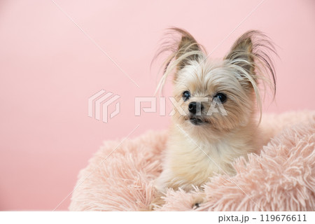 ピンクバックとベッドに入ったミックス犬のくりきんとん ピンクバックとベッドに入ったミックス犬のくりきんとん 119676611