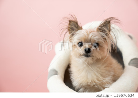 ピンクバックとベッドに入ったミックス犬のくりきんとん 119676634