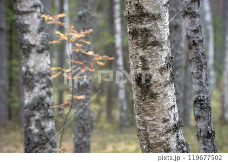 Old trees in the autumn forest. Trunks of a birch tree. 119677502
