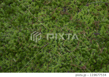 Bright green moss as a background. Nature background. Bright green moss as a background. Nature background. 119677534